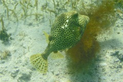 Trunkfish - Spotted Trunkfish - Lactophrys bicaudalis