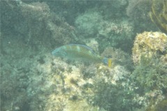 Wrasse - Puddingwife - Halichoeres radiatus