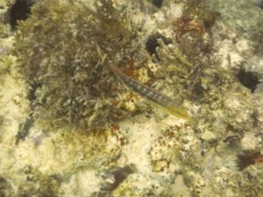 Wrasse - Slippery Dick - Halichoeres bivittatus