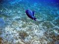 Triggerfish - Blue Triggerfish - Pseudobalistes fuscus