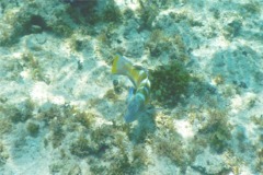 Wrasse - Puddingwife - Halichoeres radiatus