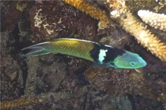 Wrasse - Bluehead Wrasse - Thalassoma bifasciatum