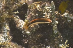 Wrasse - Clown Wrasse - Halichoeres maculipina