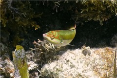 Wrasse - Clown Wrasse - Halichoeres maculipina