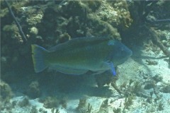 Wrasse - Puddingwife - Halichoeres radiatus