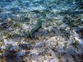 Pipefish - Bluespotted Cornetfish - Fistularia commersonii