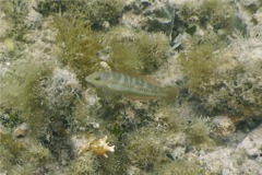 Wrasse - Slippery Dick - Halichoeres bivittatus