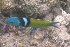 Wrasse - Bluehead Wrasse - Thalassoma bifasciatum