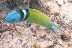 Wrasse - Bluehead Wrasse - Thalassoma bifasciatum