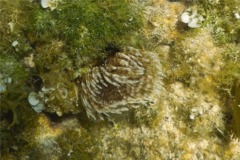 Featherduster Worms - Magnificent Feather Duster - Sabellastarte magnifica