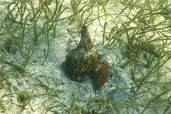 Sea Snails - Tulip Snail - Fasciolaria tulipa