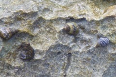 Sea Snails - Bahamas Periwinkle - Echinolittorina jamaicensis