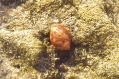 Sea Snails - Channeled Turban - Turbo canaliculatus