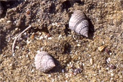 Sea Snails - Chestnut Turbo Snail - Turbo castanea