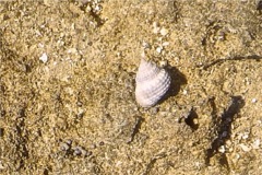 Sea Snails - Chestnut Turbo Snail - Turbo castanea