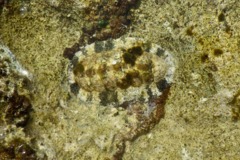 Chiton - Fuzzy Chiton - Acanthopleura granulata