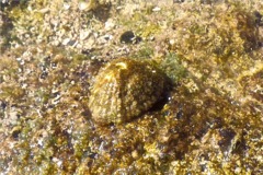 Limpets - Fluviana Keyhole Limpet - Diodora fluviana