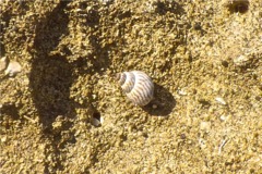 Sea Snails - Zebra Periwinkle - Echinolittorina ziczac