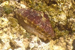 Limpets - Lister's Keyhole Limpet - Diodora listeri