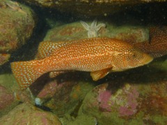 Wrasse - Ballan Wrasse - Labrus bergylta