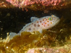 Gobies - Leopard-spotted goby - Thorogobius ephippiatus