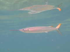 Halfbeaks - Ballyhoo - Hemiramphus brasilienis