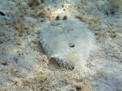 Flounders - Plate Flounder - Bothus lunatus