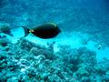 Surgeonfish - Elegant Unicornfish - Naso elegans