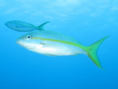 Snappers - Yellowtail Snapper - Ocyurus chrysurus