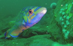 Wrasse - Cuckoo Wrasse - Labrus mixtus