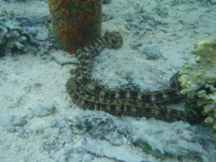 Sea Cucumbers - Worm Cucumber - Synapta maculata