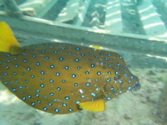 Trunkfish - Yellow Boxfish - Ostracion cubicus