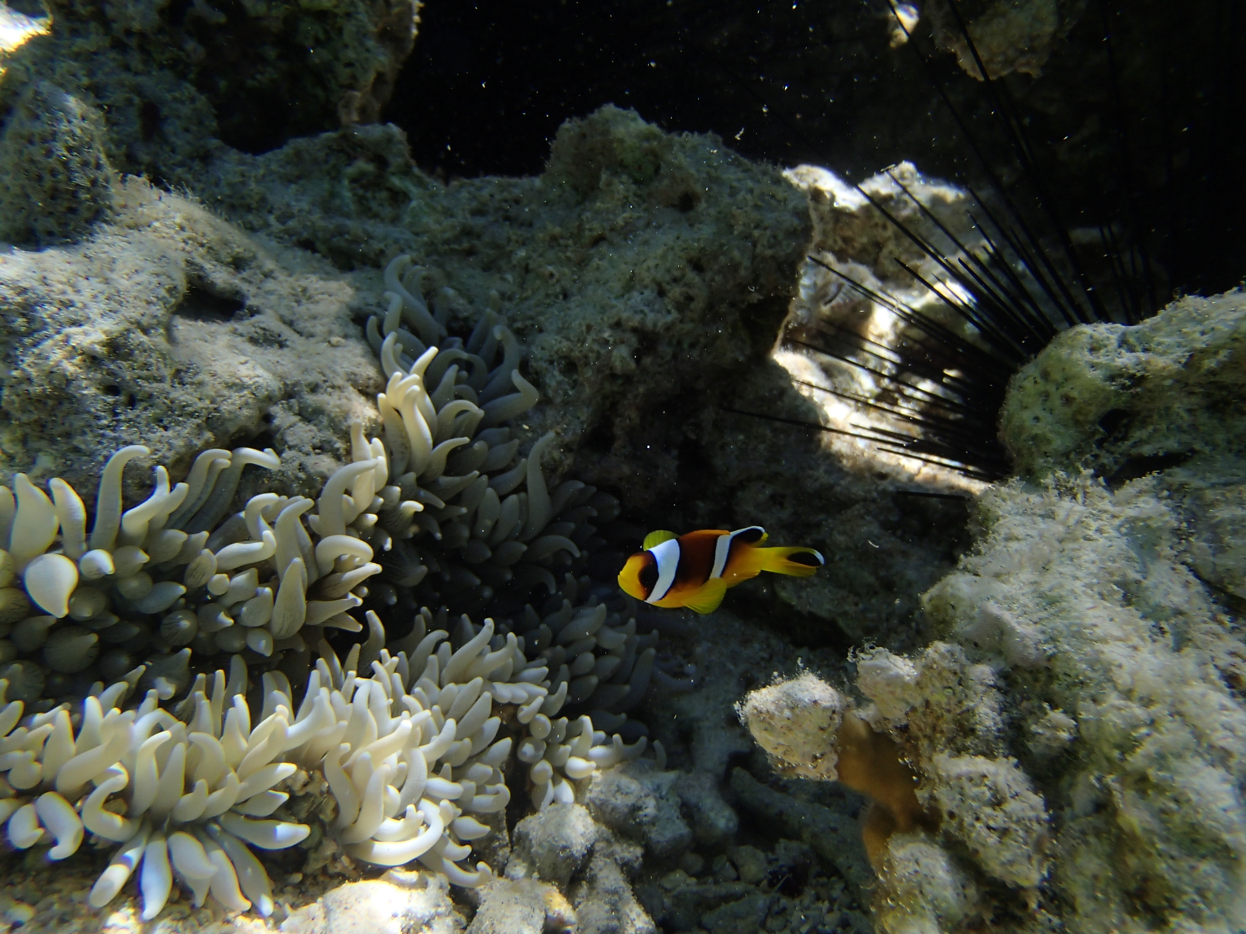 Damselfish - Red Sea Anemonefish - Amphiprion bicinctus