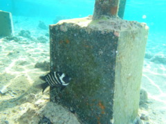 Damselfish - Blackspot Sergeant - Abudefduf sordidus