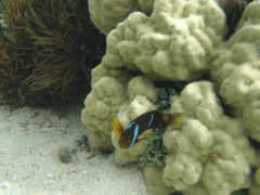 Damselfish - Red Sea Anemonefish - Amphiprion bicinctus