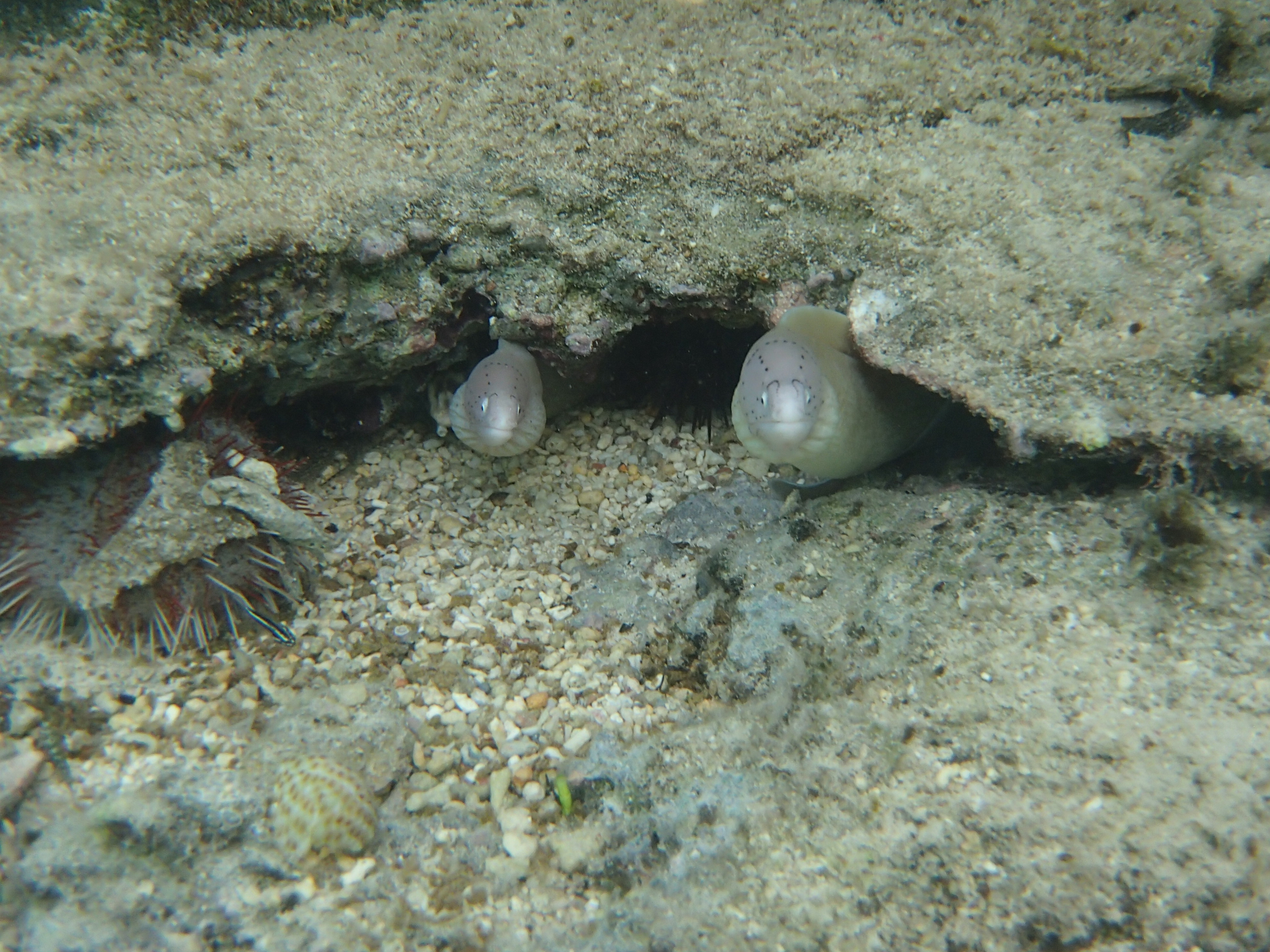 Moray - Peppered Moray Eel - Gymnothorax pictus