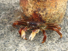 Crabs - Red Sea Crab - Paralithodes camtschaticus