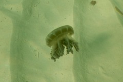 Jellyfish - Mangrove Upside-down Jellyfish - Cassiopea xamachana