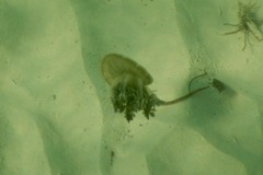 Jellyfish - Mangrove Upside-down Jellyfish - Cassiopea xamachana