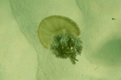 Jellyfish - Mangrove Upside-down Jellyfish - Cassiopea xamachana