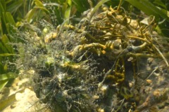 Sertulariidae - Algae Hydroid - Thyroscyphus ramosus