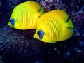 Butterflyfish - Masked Butterflyfish - Chaetodon semilarvatus