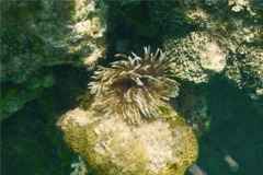 Featherduster Worms - Magnificent Feather Duster - Sabellastarte magnifica