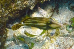 Filefish - Orangespotted Filefish - Cantherhines pullus