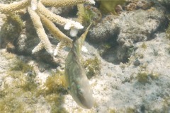 Parrotfish - Bucktooth Parrotfish - Sparisoma radians