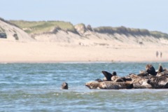 Seals - Grey Seal - Halichoerus grypus