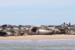 Seals - Grey Seal - Halichoerus grypus