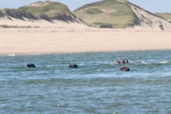 Seals - Grey Seal - Halichoerus grypus