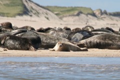 Seals - Grey Seal - Halichoerus grypus