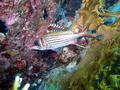 Squirrelfish - Bloodspot Squirrelfish - Neoniphon sammara